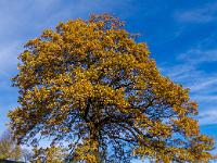 Herbstliche Eiche am Weg zum Bärnsee